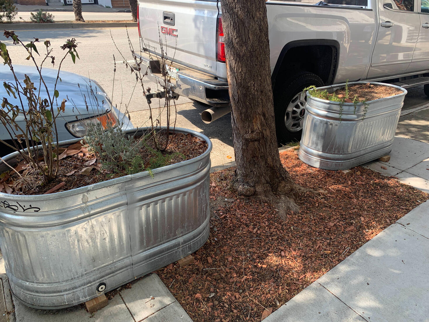 Planters with dead plants. Space around the tree remains unplanted.